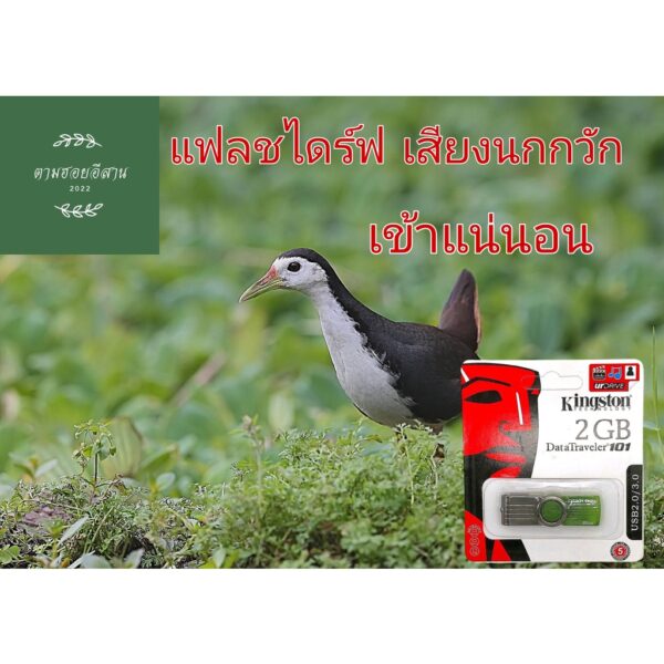 แฟลชไดร์ฟเสียงนกกวัก นกกวัก นกไก่นา เข้าแน่นอน ใช้ไม่ได้ยินดีคืนเงิน