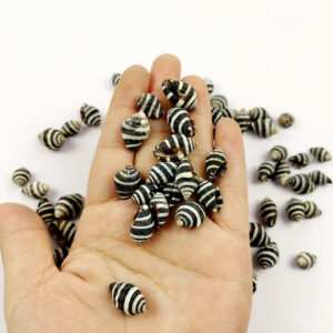 หอยสังข์ม้าลายเล็ก Small zebra conch shell black and white stripes